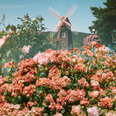 球探比分旧版大全手机app下载